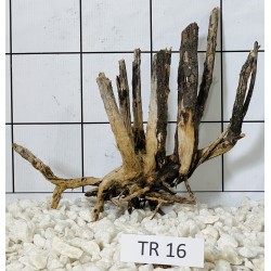 Spiderwood 16