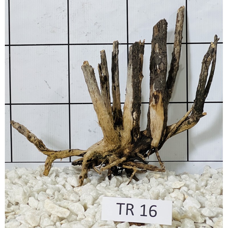 Spiderwood 16