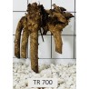 Spiderwood 700