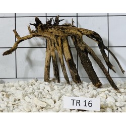 Spiderwood 16