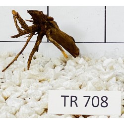 Spiderwood 708