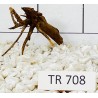 Spiderwood 708