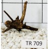 Spiderwood 709