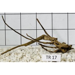 Spiderwood 17