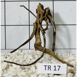 Spiderwood 17