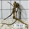 Spiderwood 17