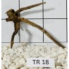 Spiderwood 18