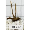 Spiderwood 717