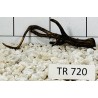 Spiderwood 720