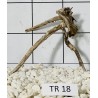 Spiderwood 18