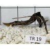 Spiderwood 19