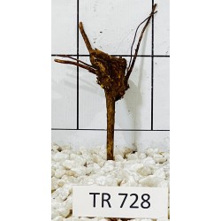 Spiderwood 728