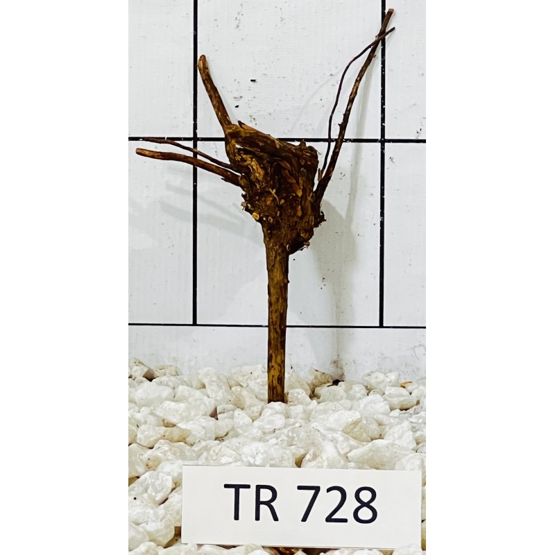 Spiderwood 728