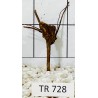 Spiderwood 728
