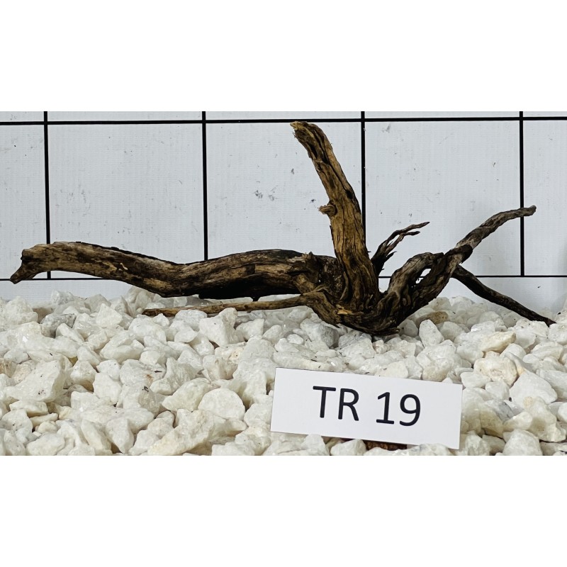 Spiderwood 19