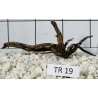 Spiderwood 19
