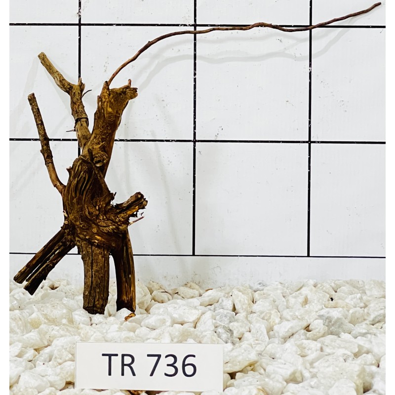 Spiderwood 736