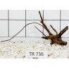 Spiderwood 736
