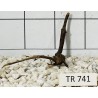 Spiderwood 741