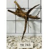 Spiderwood 743