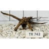 Spiderwood 743