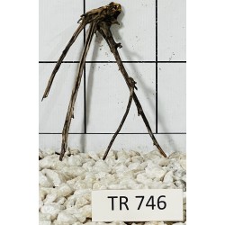 Spiderwood 746
