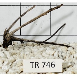 Spiderwood 746