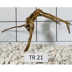 Spiderwood 21