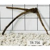 Spiderwood 756