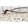 Spiderwood 759