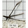 Spiderwood 765