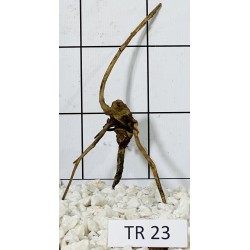 Spiderwood 23