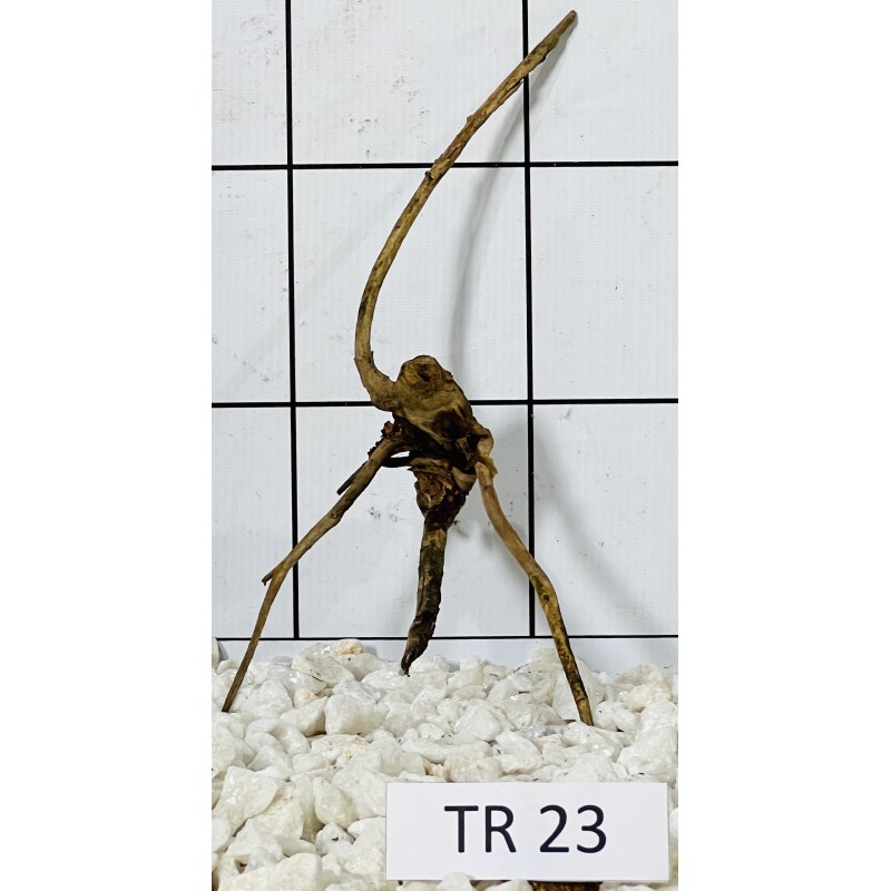 Spiderwood 23