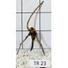 Spiderwood 23