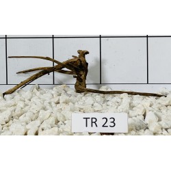 Spiderwood 23