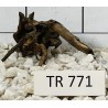 Spiderwood 771