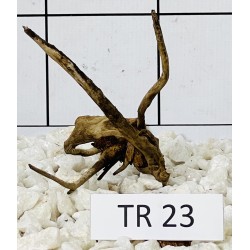 Spiderwood 23