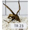 Spiderwood 23