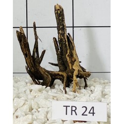 Spiderwood 24