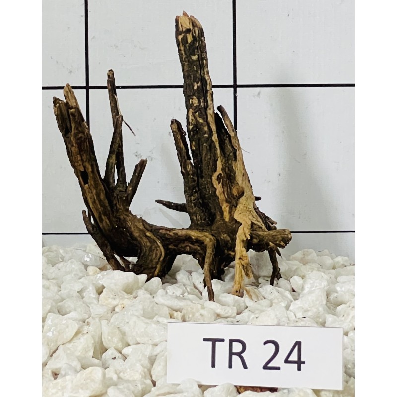Spiderwood 24