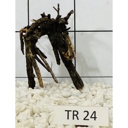 Spiderwood 24