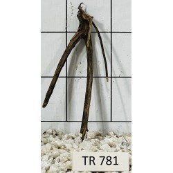 Spiderwood 781