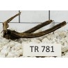 Spiderwood 781
