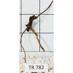 Spiderwood 782