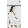 Spiderwood 782