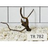 Spiderwood 782