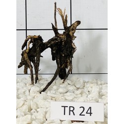 Spiderwood 24