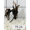 Spiderwood 24