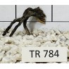 Spiderwood 784