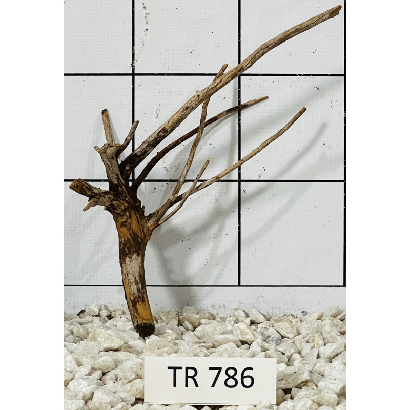 Spiderwood 786